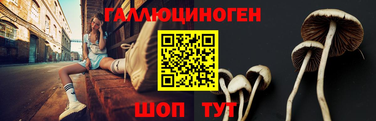 Пугачёв  Псилоцибиновые грибы Psilocybine cubensis  Вход с VPN 